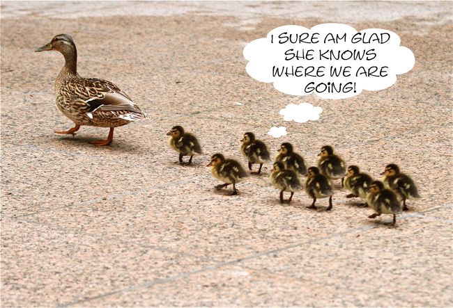 lessons-from-ducks